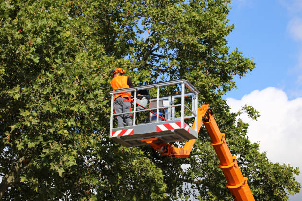 Trusted King Arthur Park, MT Tree Removal and Landscaping Services Experts